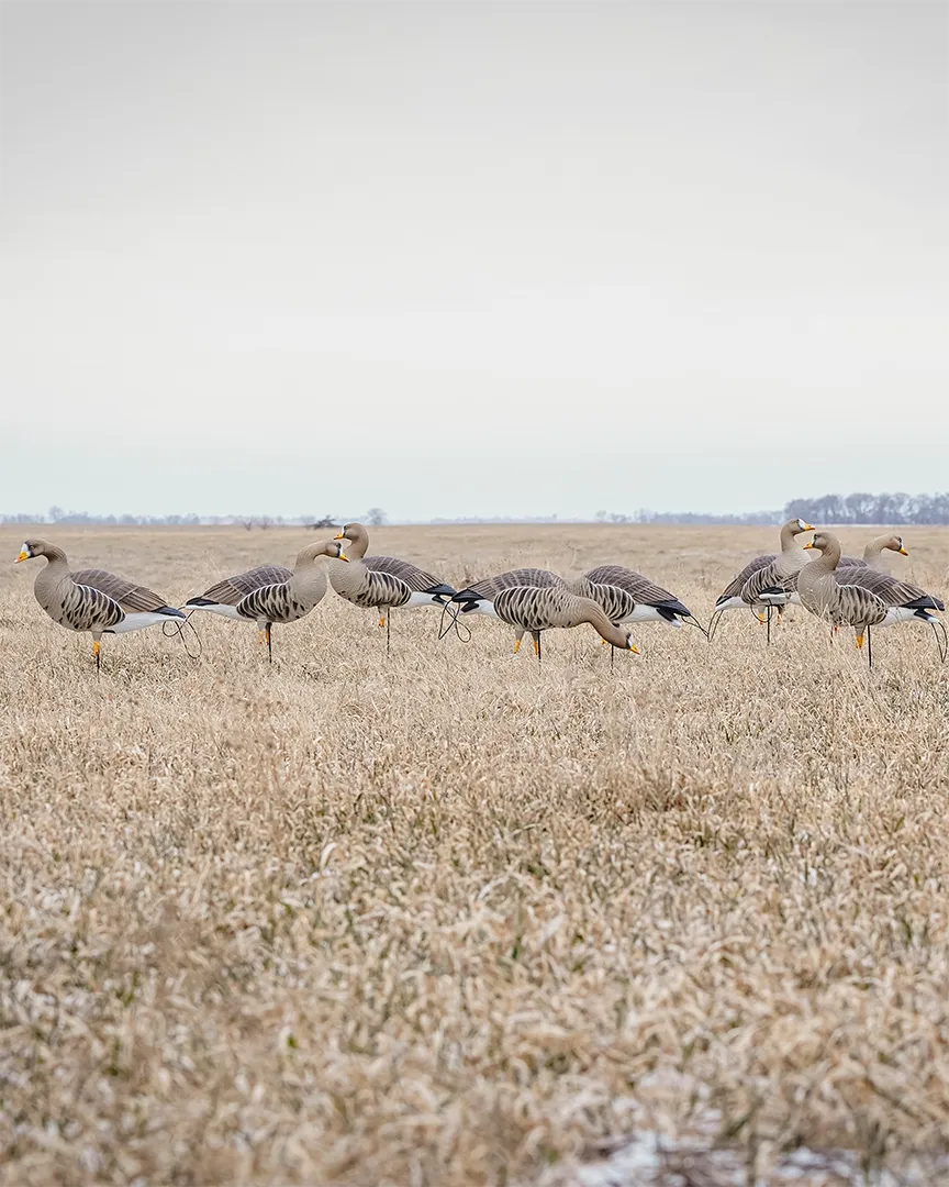 GHG Pro Flex Full Body Goose Decoy - Specklebelly Harvester Pack