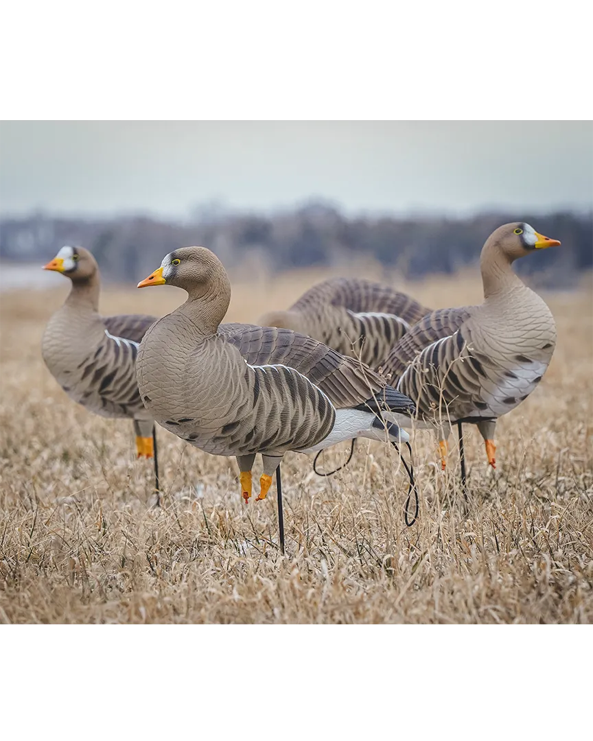 GHG Pro Flex Full Body Goose Decoy - Specklebelly Harvester Pack